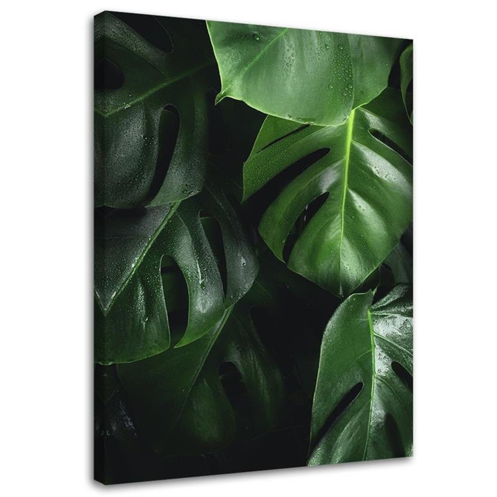 Obraz na płótnie, Monstera liście 70x100