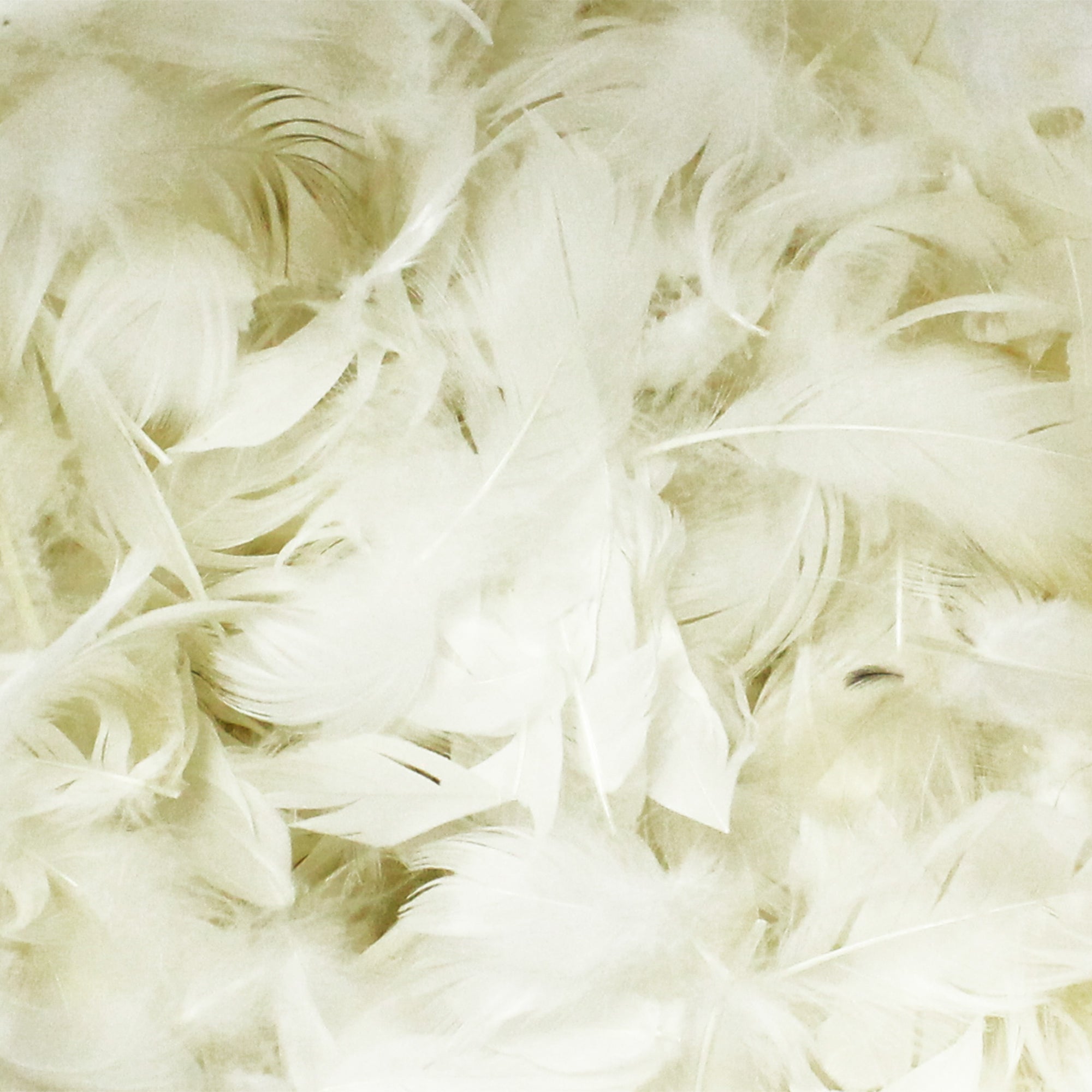 Rembourrage 100% Plumes blanches de canards sac 1 kg - 2
