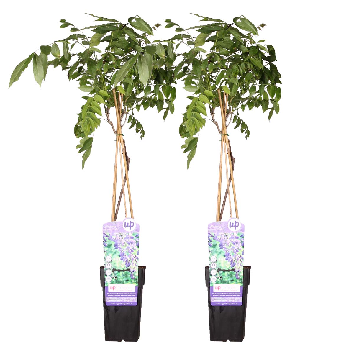 Lot de 2 - Wisteria sinensis 'Prolific' - Glycine bleue - H. 50-70 cm - P. 15 cm - 2