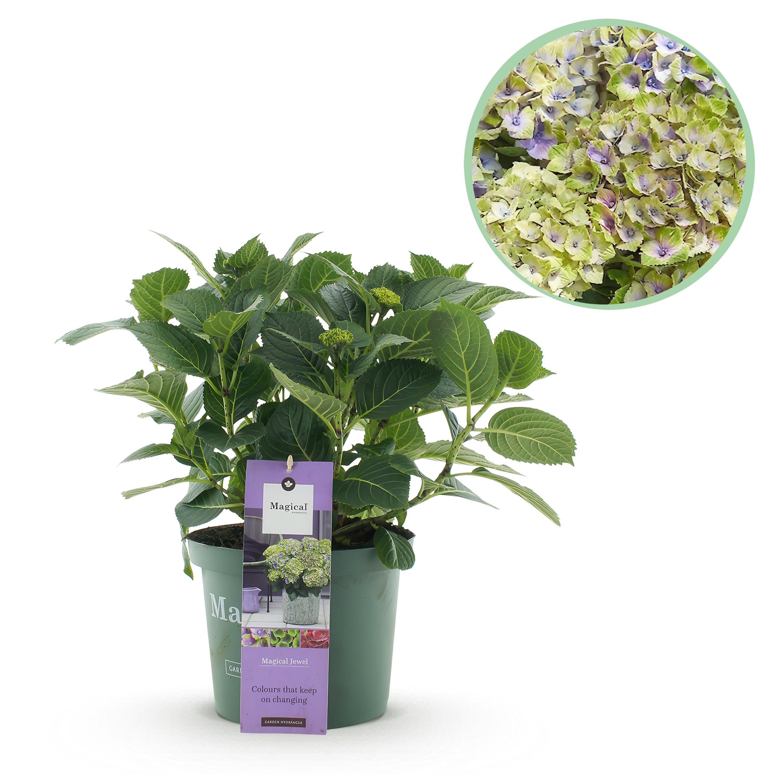 Hortensja ogrodowa Hydrangea macrophylla Magical Jewel Blue – Niebieska – 6–10 kwiatów – Doniczka 23 cm – Wys 55 cm