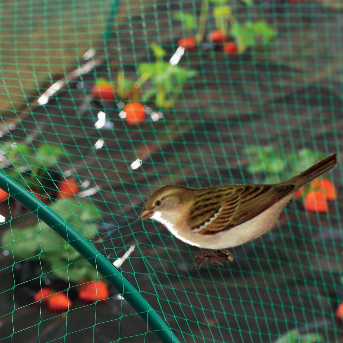 Filet de protection oiseaux 
