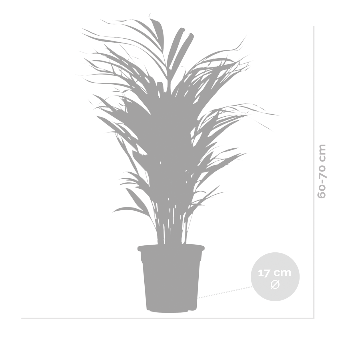 Dypsis Lutescens - Palmier Areca - Plantes d’intérieur - Dépolluante - H. 60-70 cm - P. 17 cm - 5