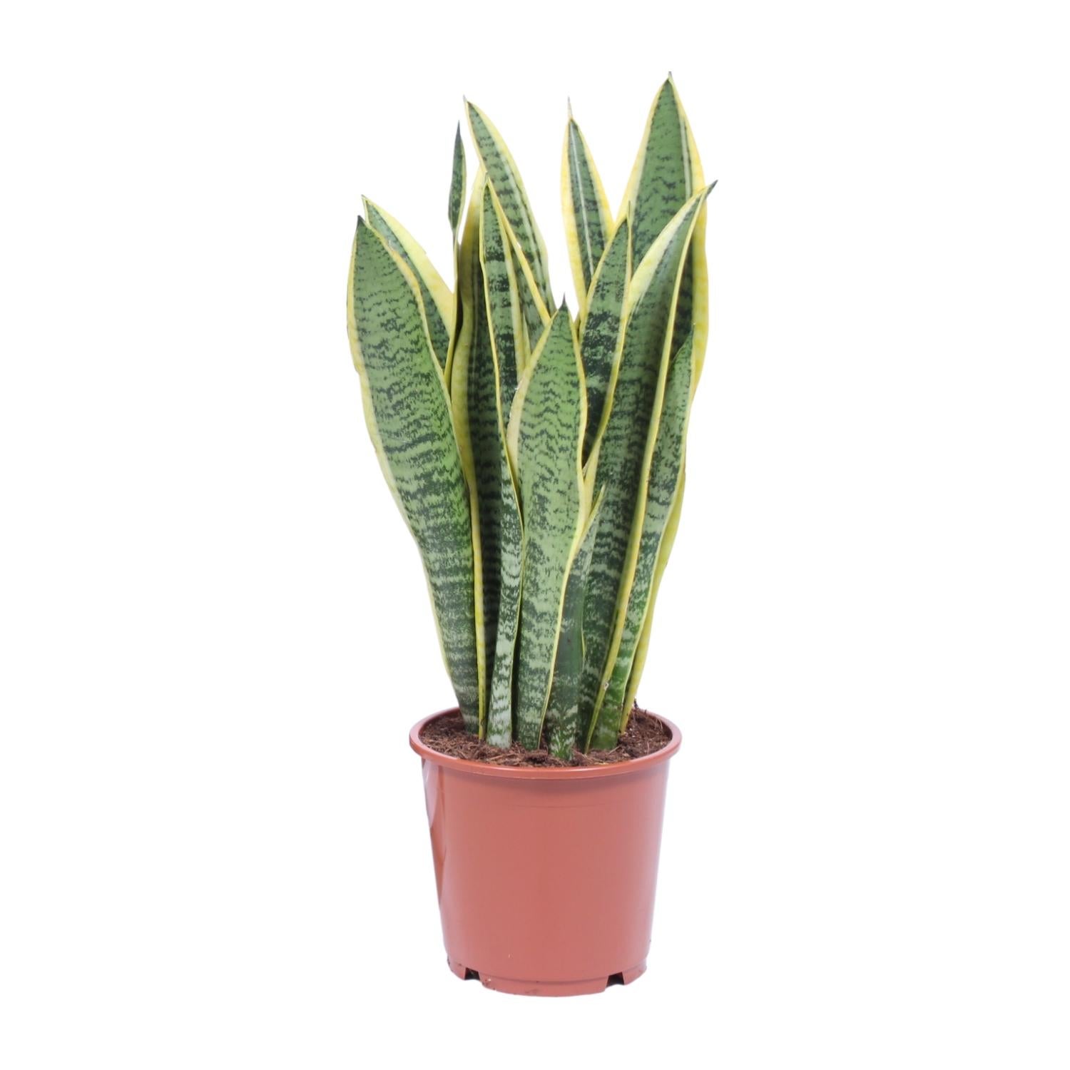 Sansevieria Trifasciata Laurentii - Roślina oczyszczająca powietrze - Doniczka Ø14cm - Wysokość 40cm
