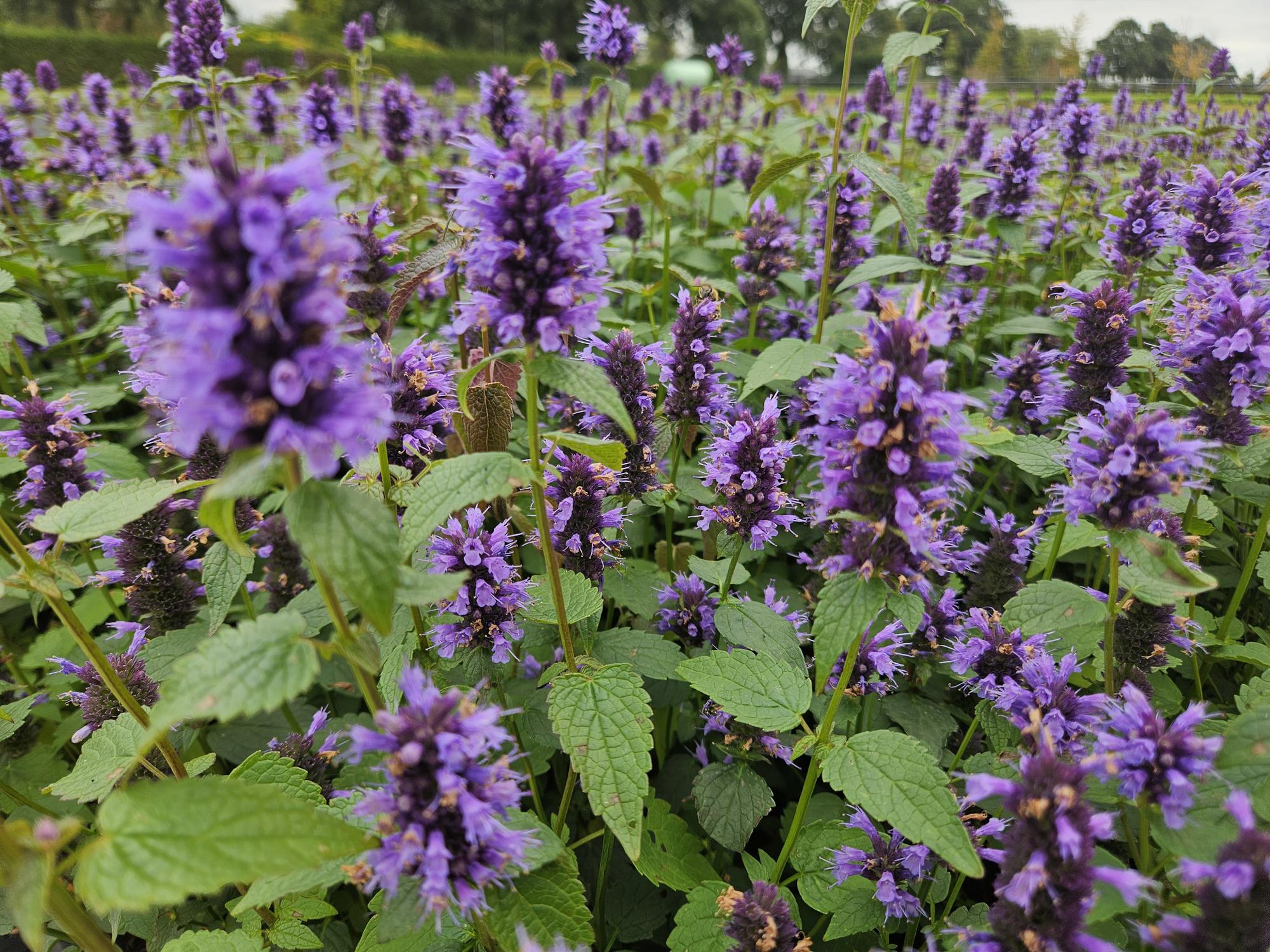 24x Plante Agastache 'Blue Fortune' - ↕10-25cm (hauteur) - Ø9cm (diamètre)– ComfortXL Green - 7