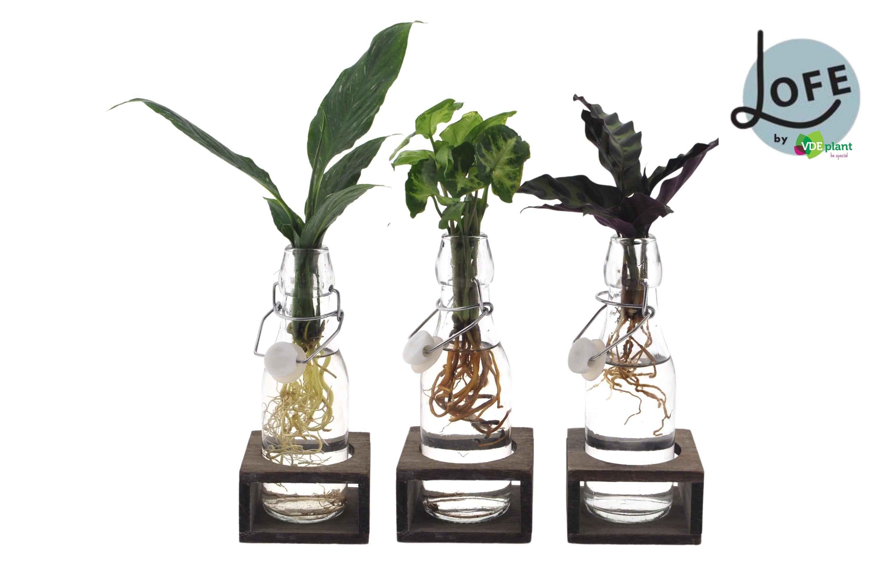 Intenz Mix Ann Glas biały + Naturel zestaw 3 roślin 7-25cm dekoracyjnych do wnętrz
