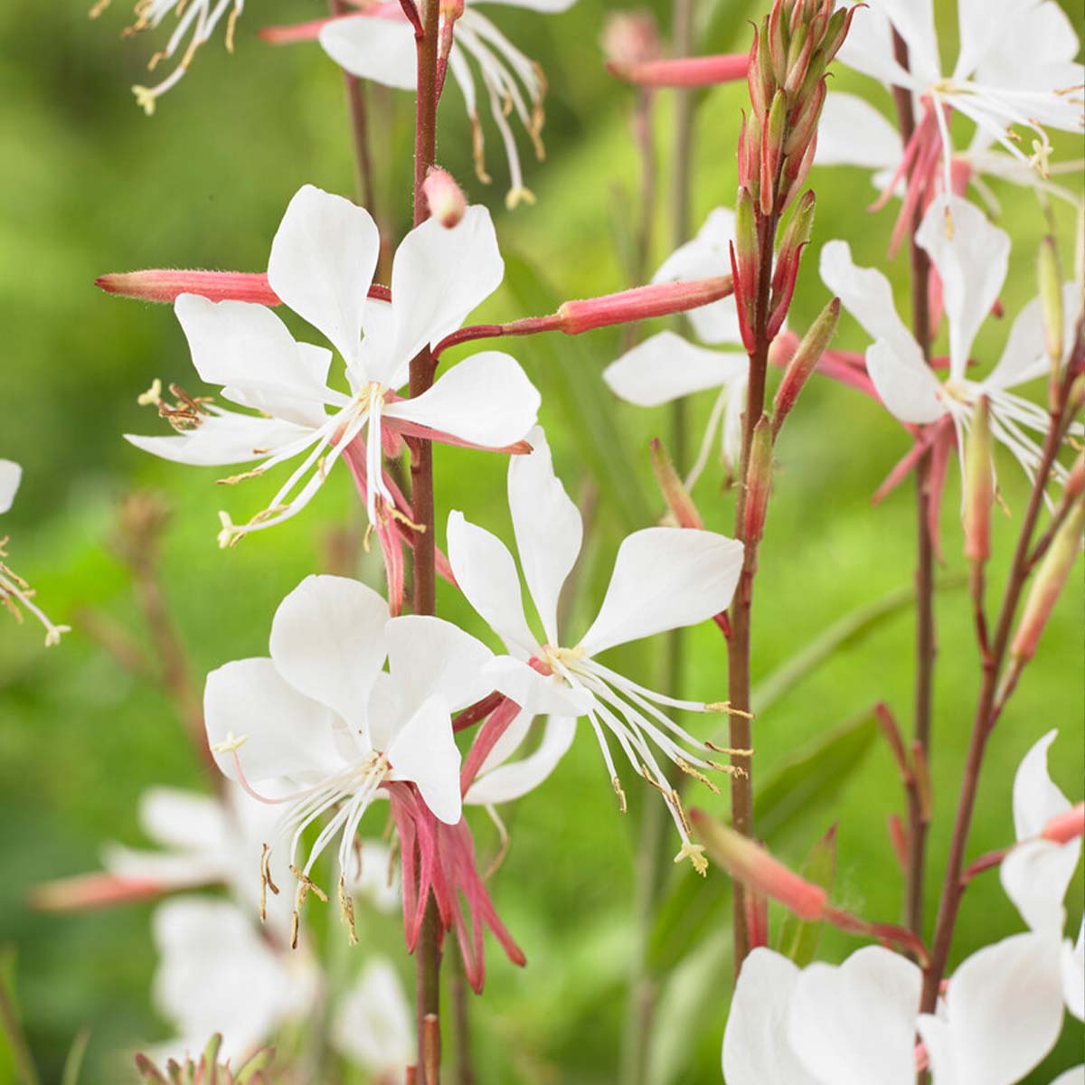 Lot de 3 - Gaura Lindheimeri - Gaura - Plantes de jardin - Rustique - H. 10-20 cm - P. 9x9 cm - 3