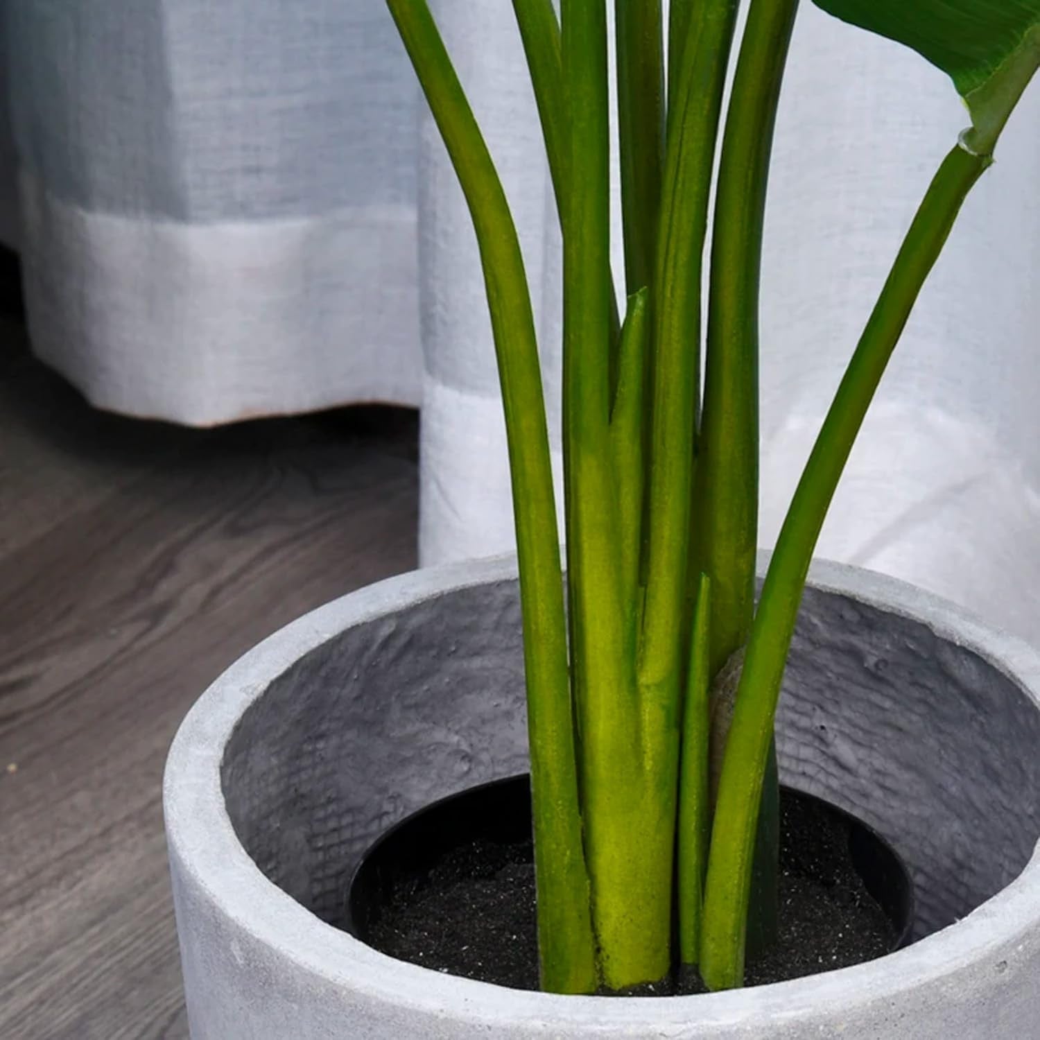 Planta Strelitzia tropical com 97 cm de altura - 5