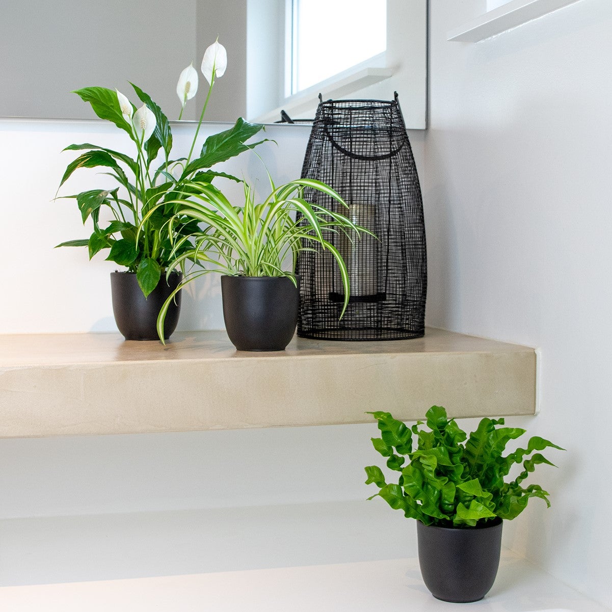 Lot de 3 - Mélange pour la salle de bain - Spathiphyllum, Asplenium, Chlorophytum - Dépolluantes - 4