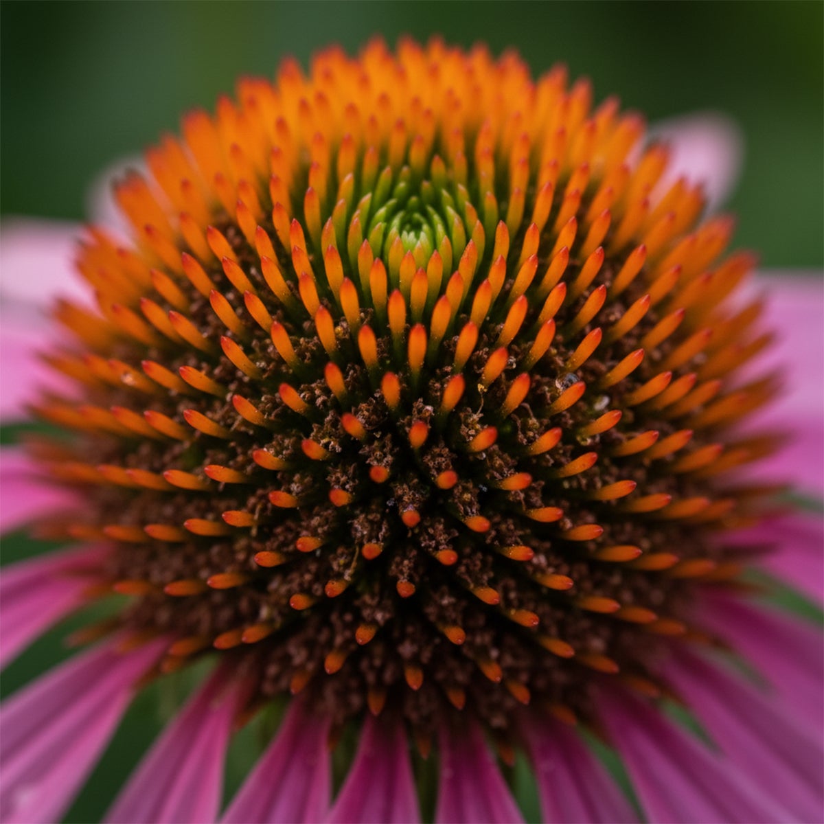 Lot de 6 - Echinacea purpurea - Échinacée pourpre - Floraison abondante - H. 10-20 cm - P. 9 cm - 4