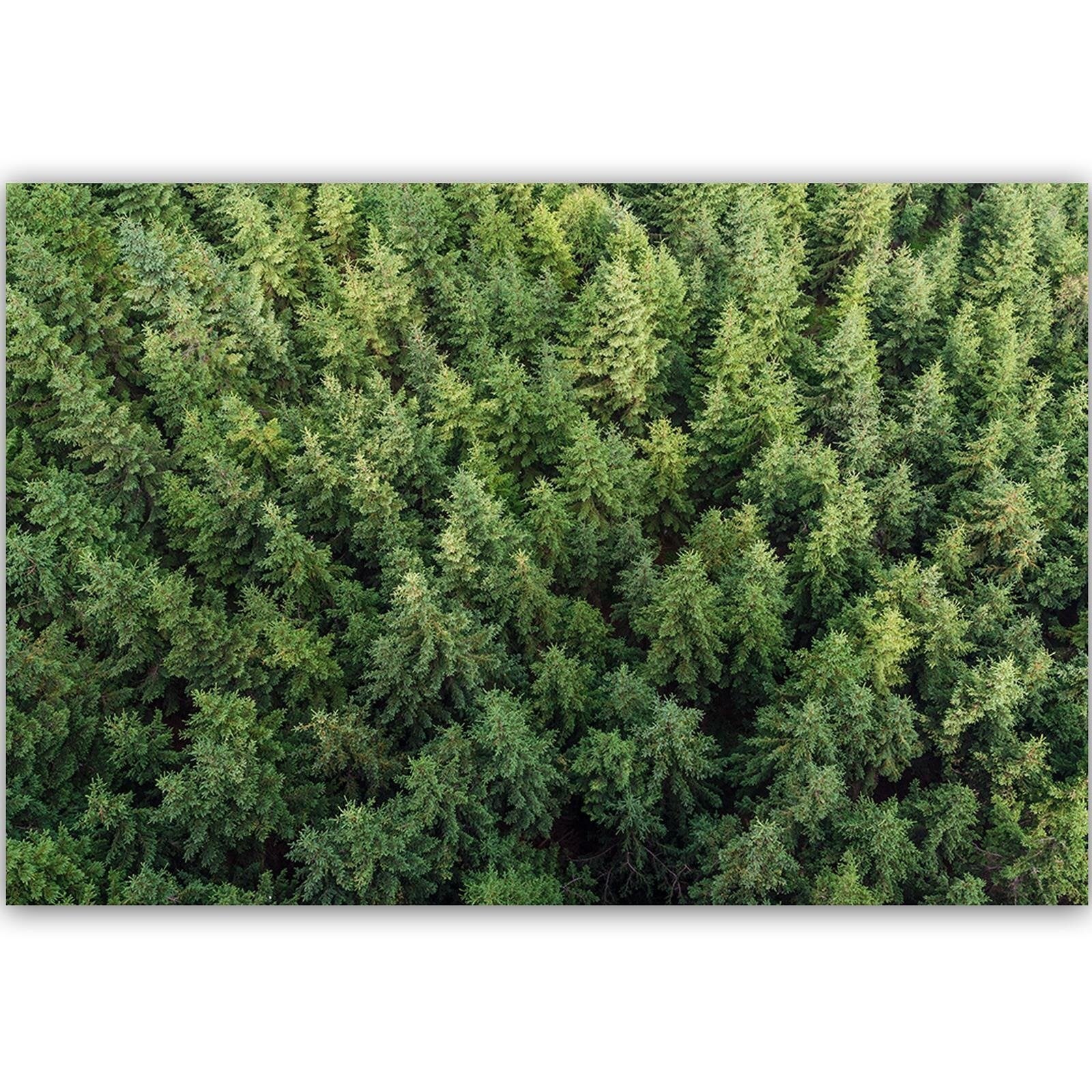 Tableau forêt d'épicéas - 120 x 80 cm - 2