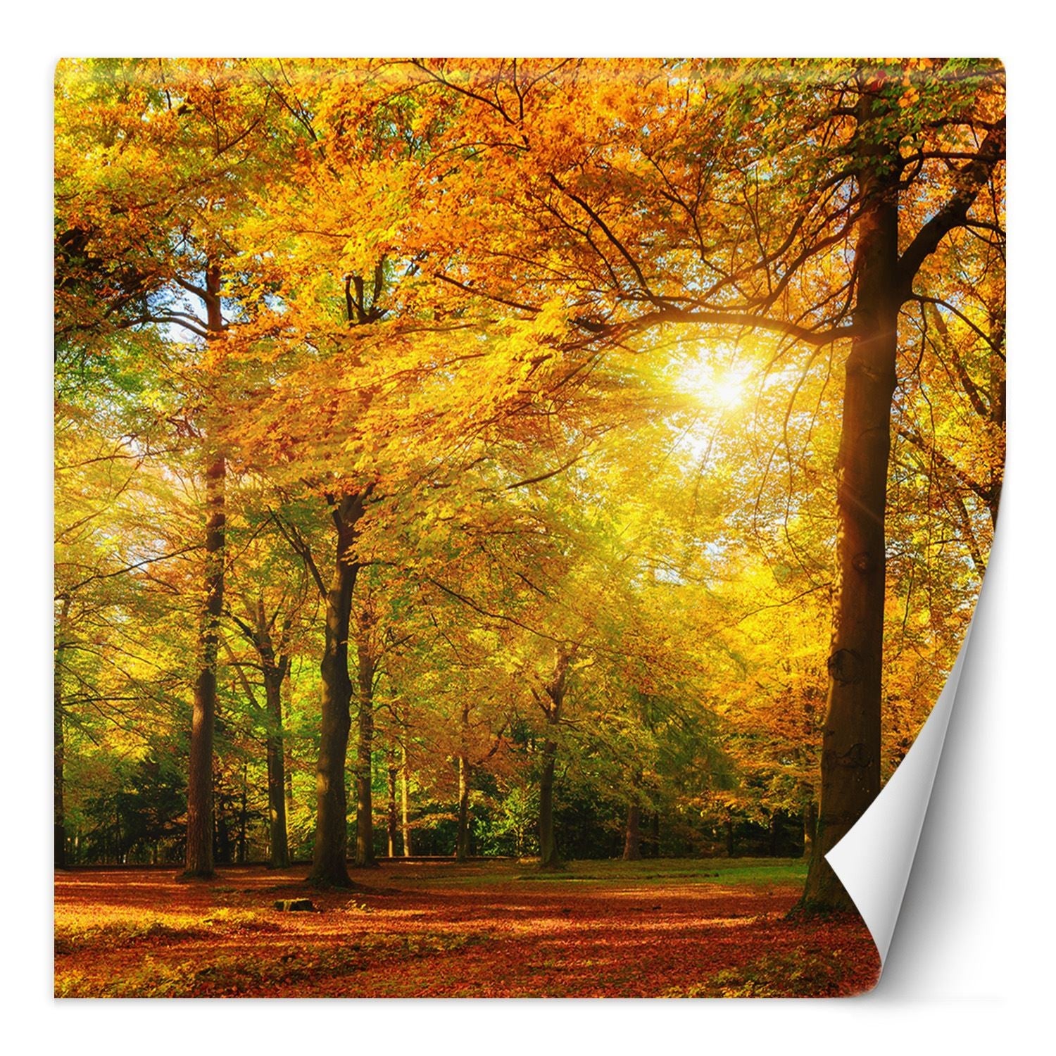 Fototapeta, Jesienny las w promieniach słońca 200x200