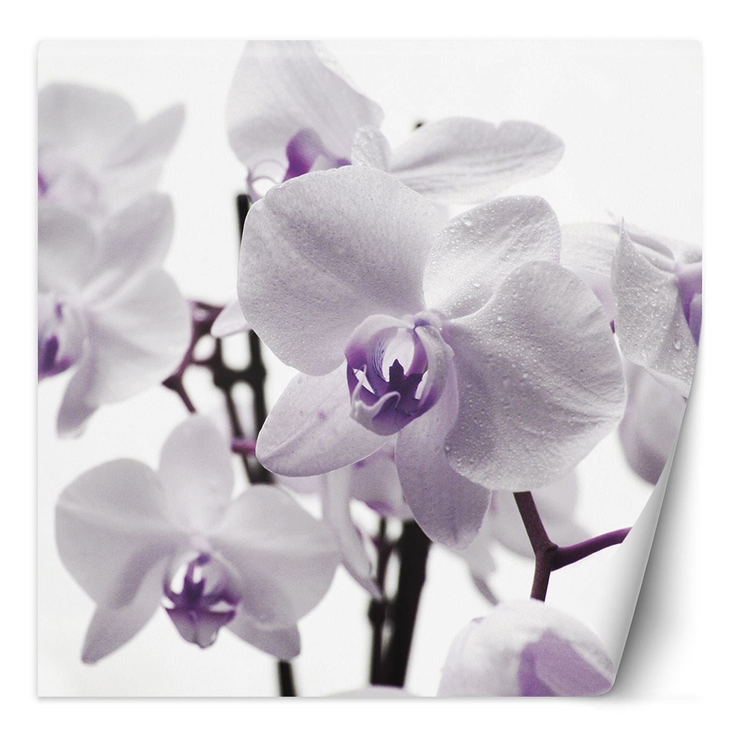 Fototapeta, Fioletowa orchidea z rosą na płatkach 100x100