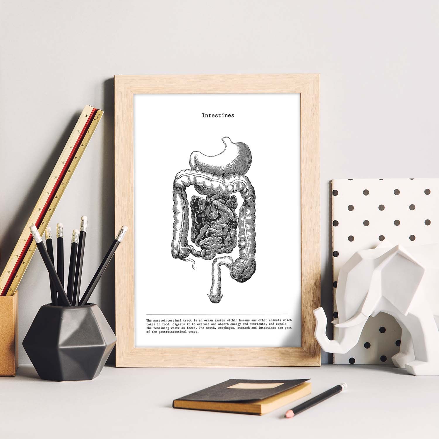 Poster Anatomie Colonne Vertébrale - Format A3 (29.7x42cm) Avec Cadre, Style Vintage Noir Et Blanc