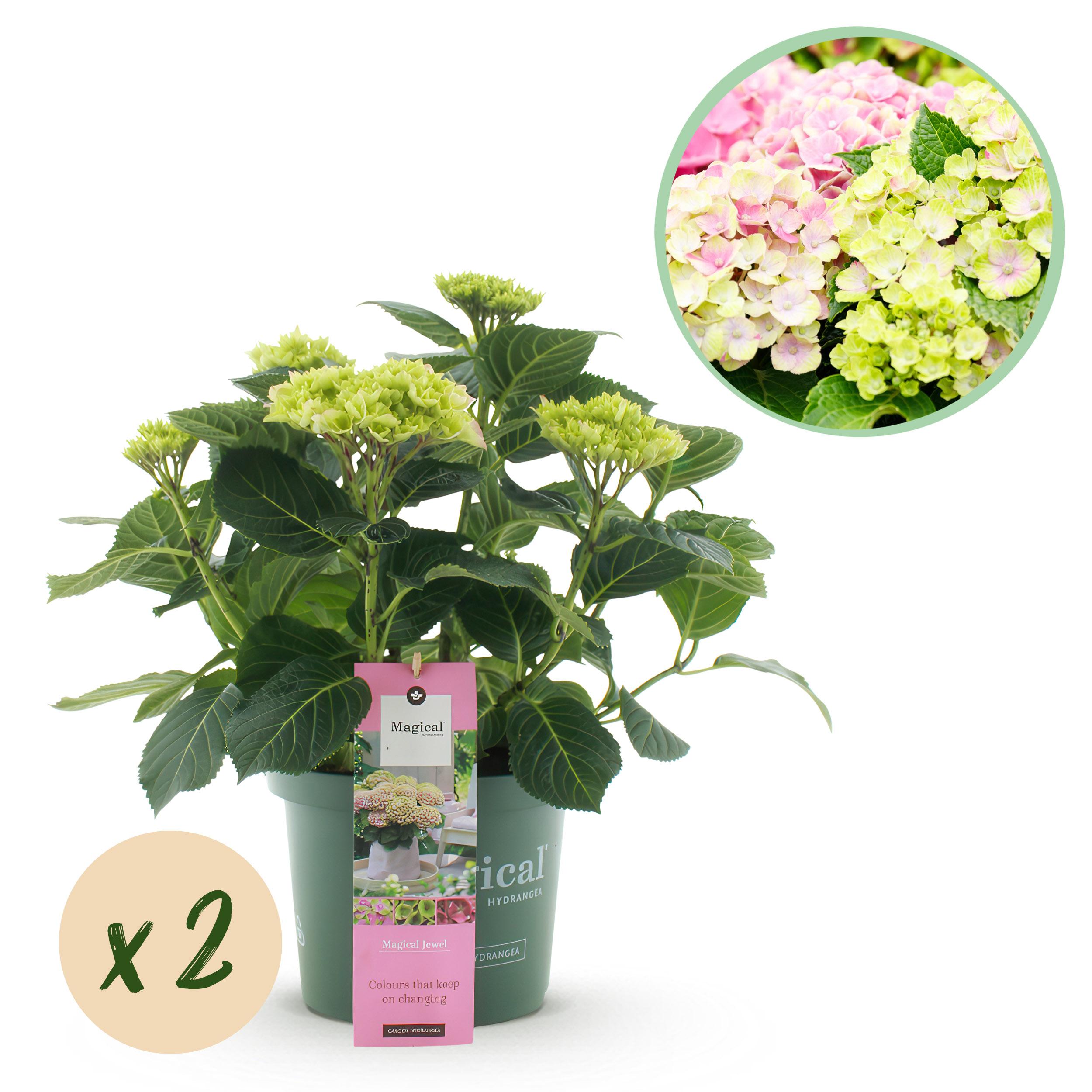 Green boutiQ Hortensja Hydrangea Magical Jewel Pink – 2 rośliny – Doniczka 23 cm – 55 cm