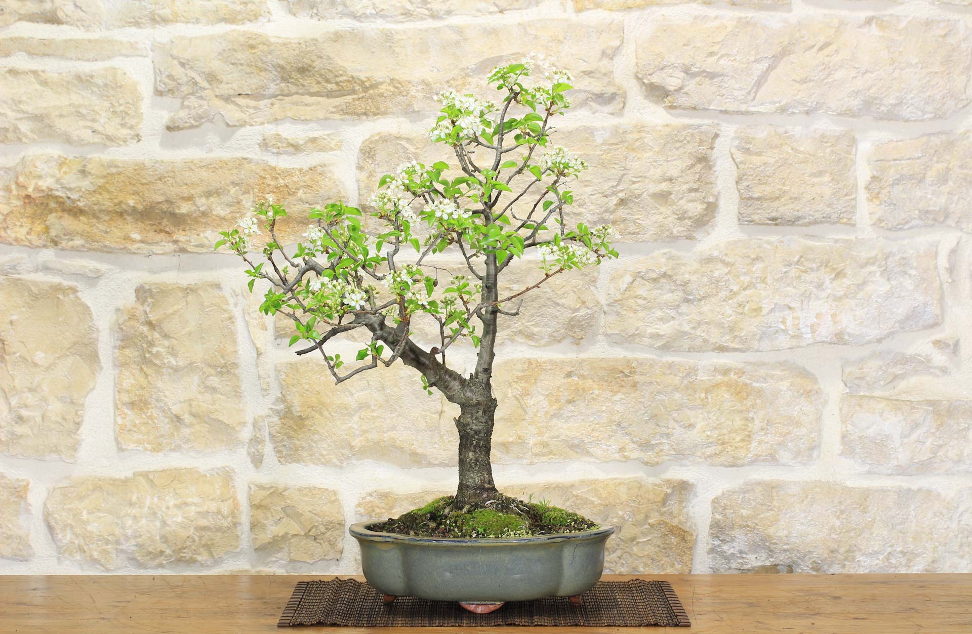 bonsai tray Sturdy Plastic Bonsai Pot with Tray main image 0