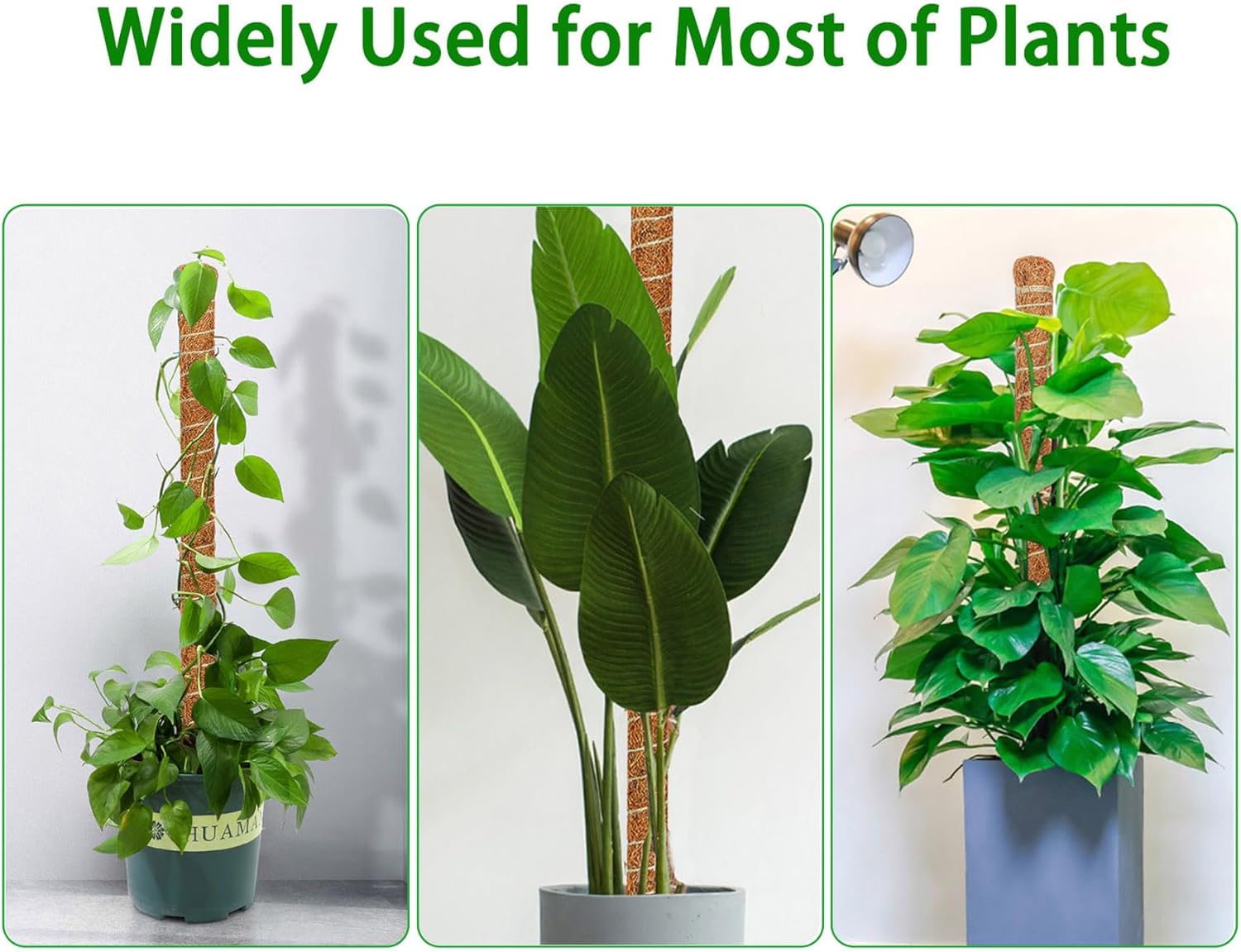Lot de 2 tuteurs de mousse flexibles de 70 cm, supports pour plantes grimpantes d'intérieur (monstera, pothos, philodendron), pour pots et jardin - 6
