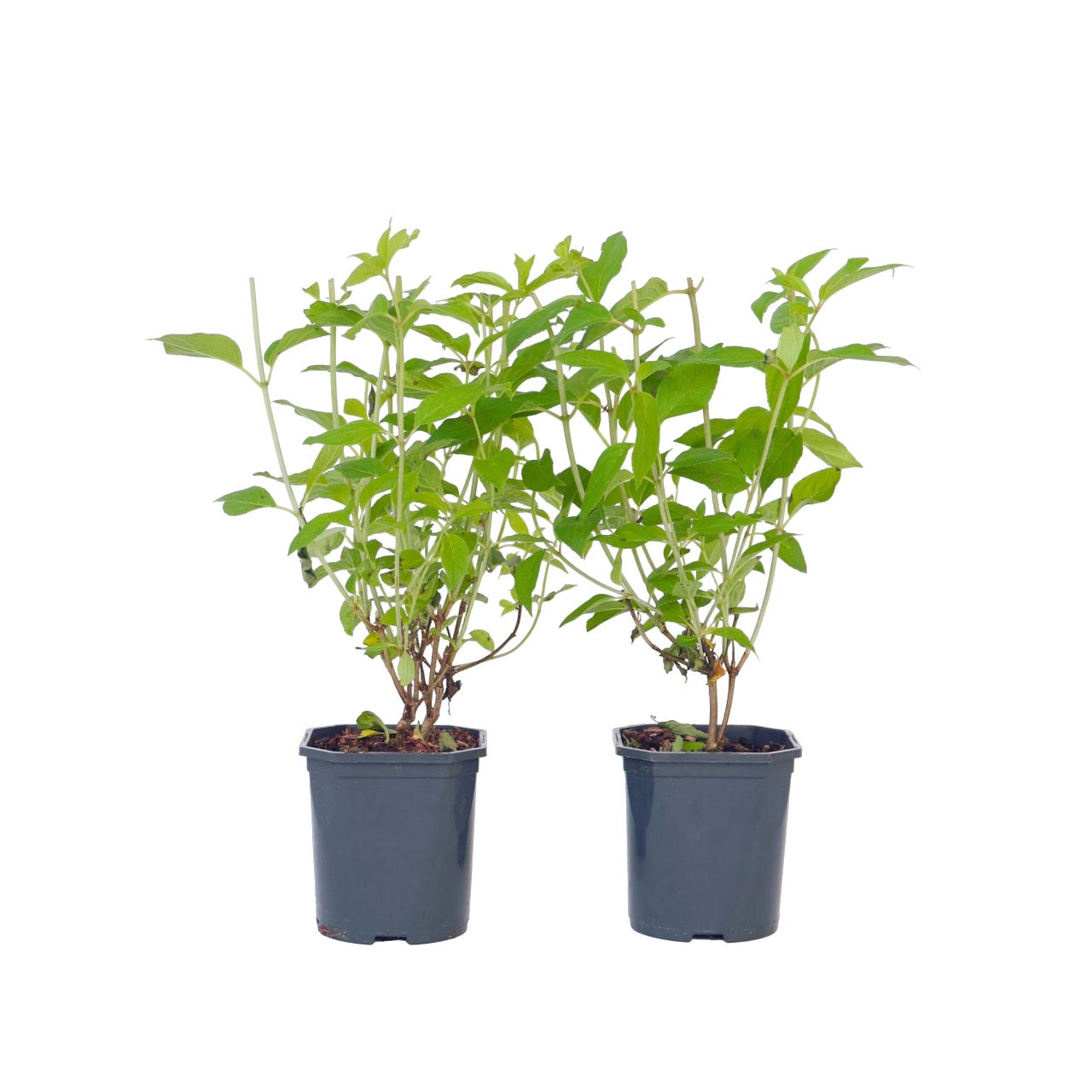 Ortensie: prezzi e offerte | OBI Ortensie: prezzi e offerte | OBI