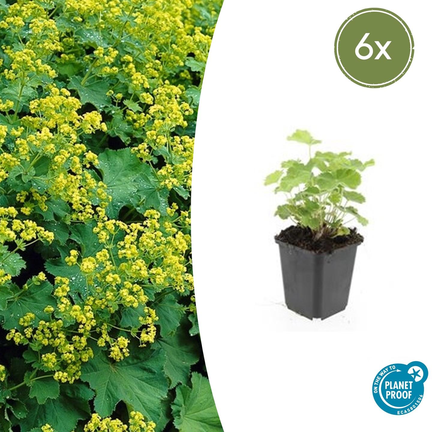 Alchemilla mollis – 6 roślin Ø 9 cm, wysokość 10–25 cm → falowane liście i żółto‑zielone kwiaty latem, doskonała na okrywę gruntową