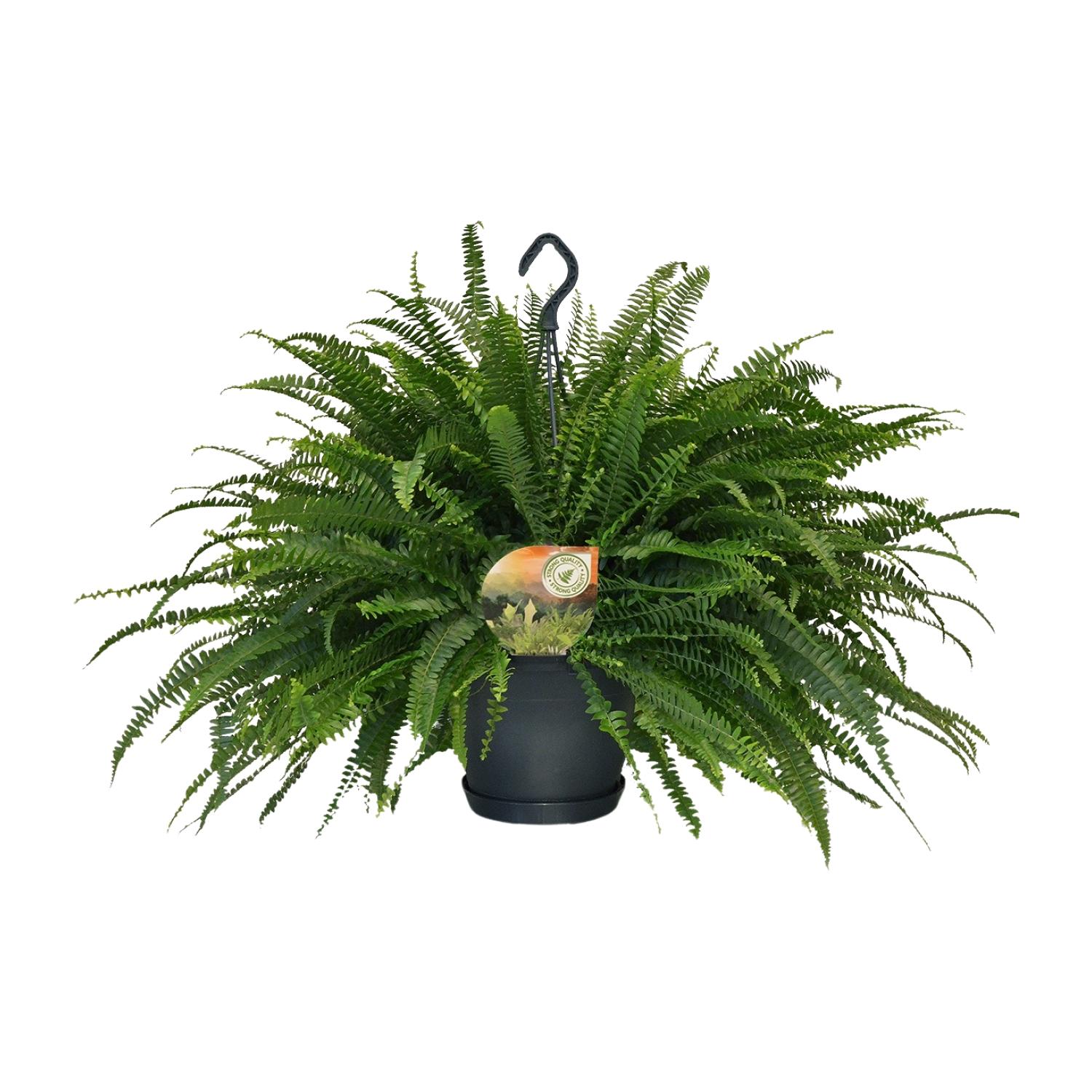 Nephrolepis Green Lady Ø20cm, Wysokość 60cm, Paproć Boston Bujała
