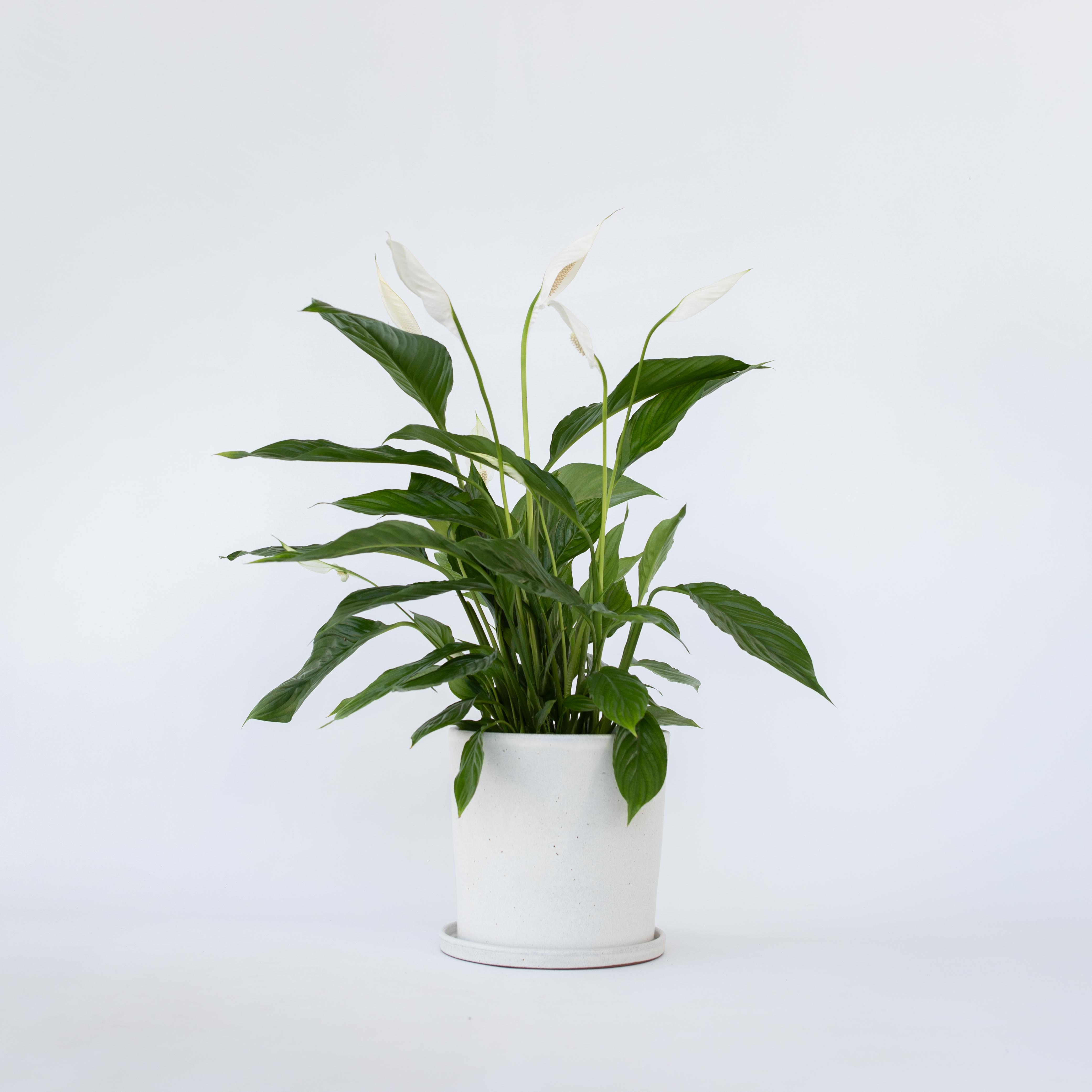 Giglio della pace - Spathiphyllum 'Lima' - Altezza 60-75cm - ⌀17cm - 6