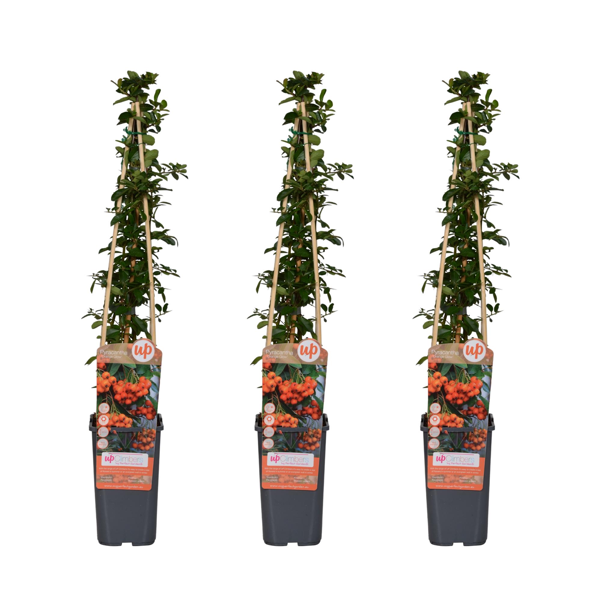 Pyracantha Orange Glow - Krzew kolczasty liście zielone - Wys. 65 cm, Doniczka Ø15 cm