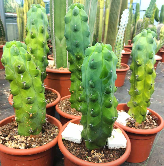 Cactus Raro Myrtillocactus Fukurokuryuzinboku In Vaso 5,5 Cm – Pianta Succulenta Ornamentale Per Collezione E Casa