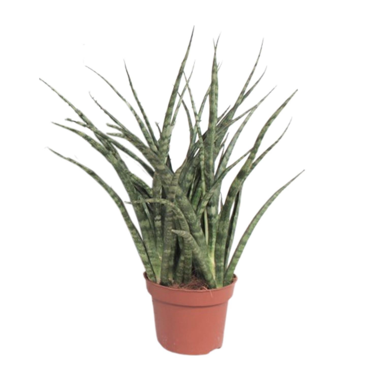 Sansevieria Fernwood Punk - Oryginalna roślina doniczkowa - Doniczka Ø12cm - Wysokość 35cm
