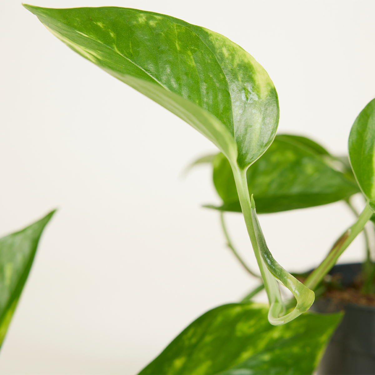 Scindapsus Aureum - Pothos doré - Plante suspendue - Plante d'intérieur - H. 10-20 cm - P. 12 cm - 5