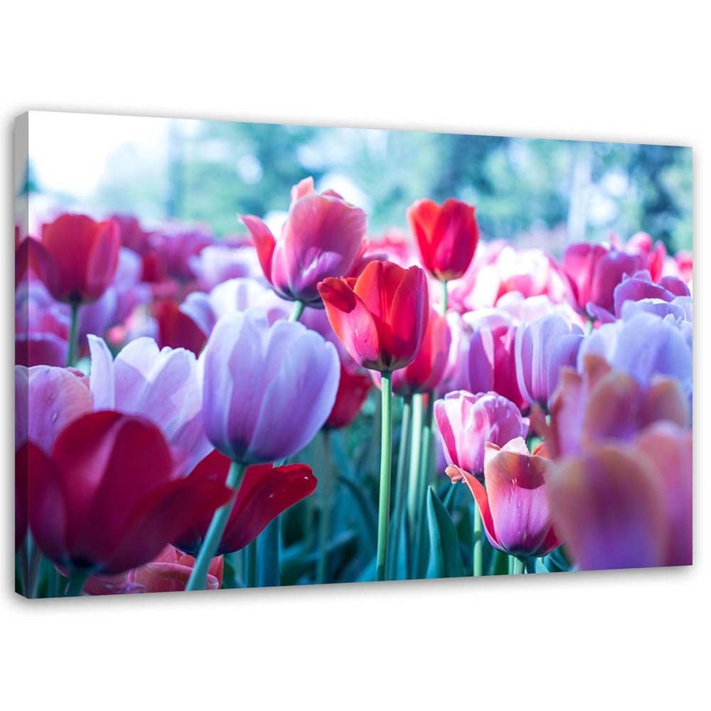 Obraz na płótnie, Łąka tulipanów 100x70