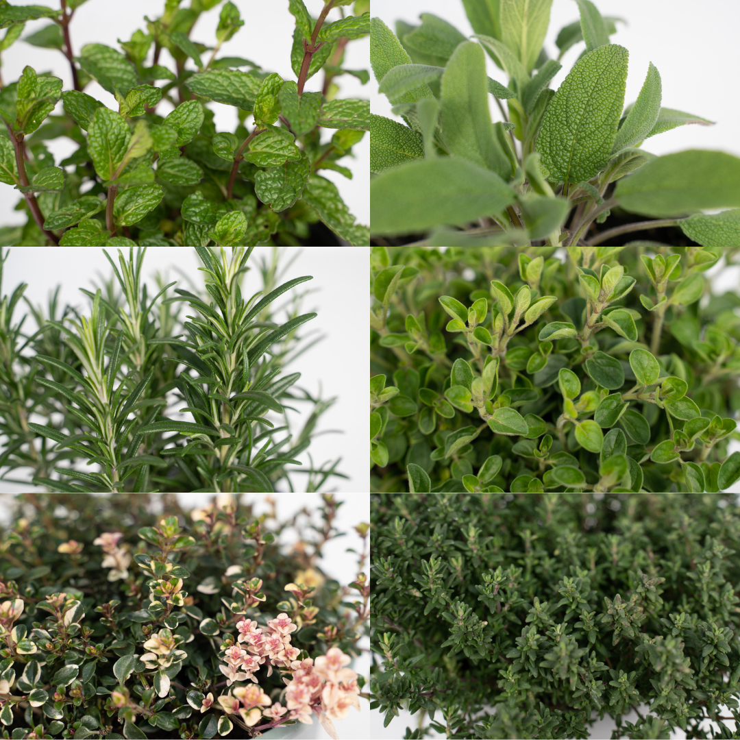 Mix Herbes Aromatiques - PROMO - 4 pièces - Ø14cm - H18cm– ComfortXL Green - 3