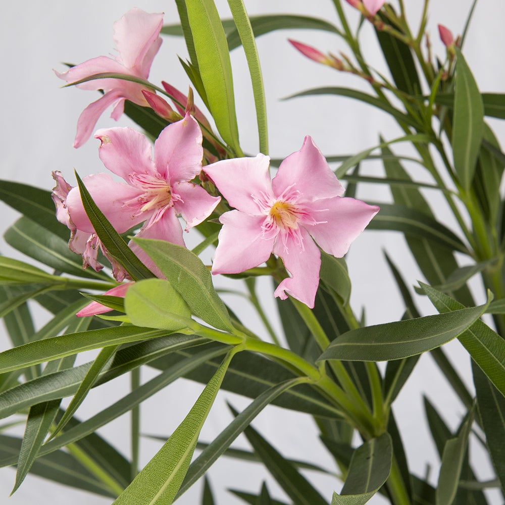 KENTIS - Nerium Oleander Pink - Laurier Rose Véritable - Plante d'Extérieur - Plante Vivace à Fleurs - H 80-100 cm - Pot Ø 24 cm - 2