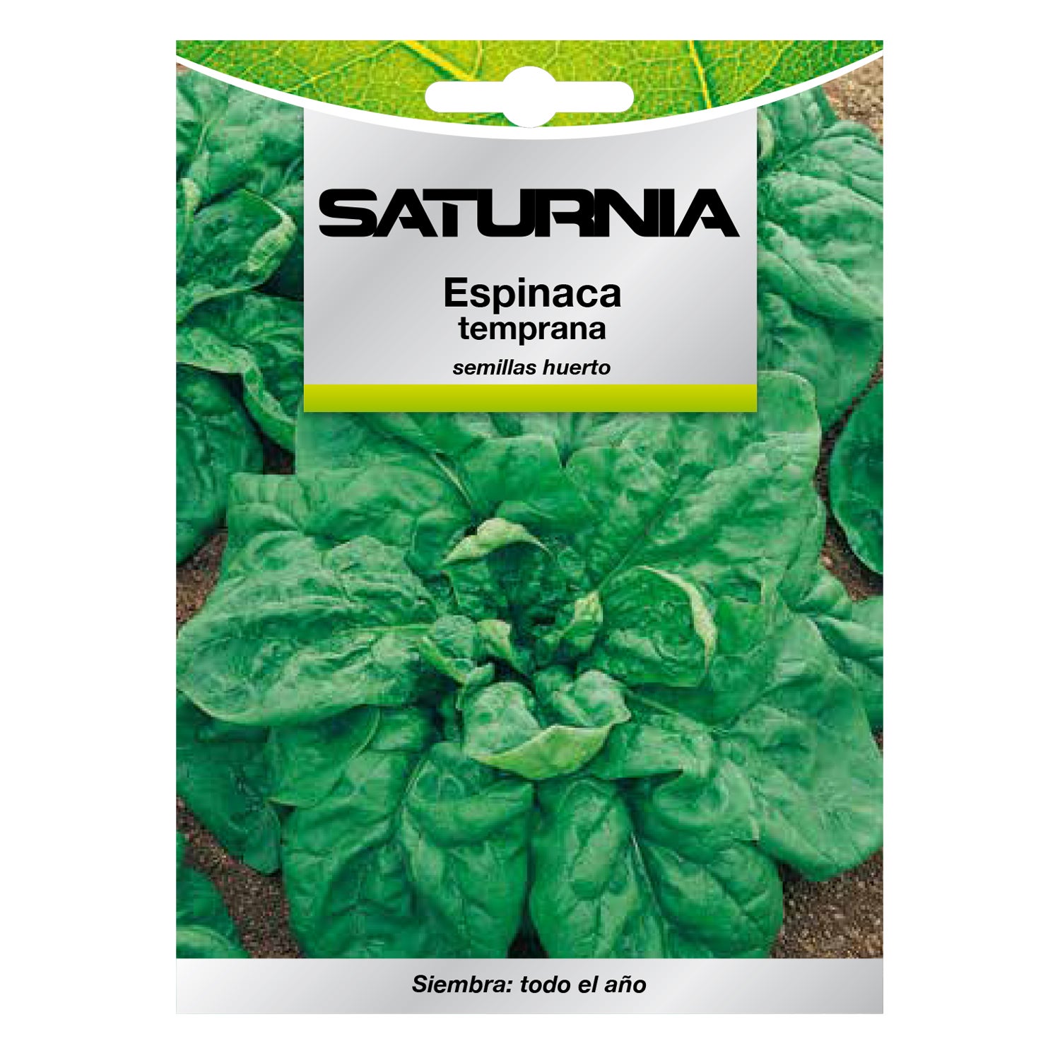 1000 Graines De Roquette - Haut Rendement, Facile à Cultiver Au Jardin Ou En Pot