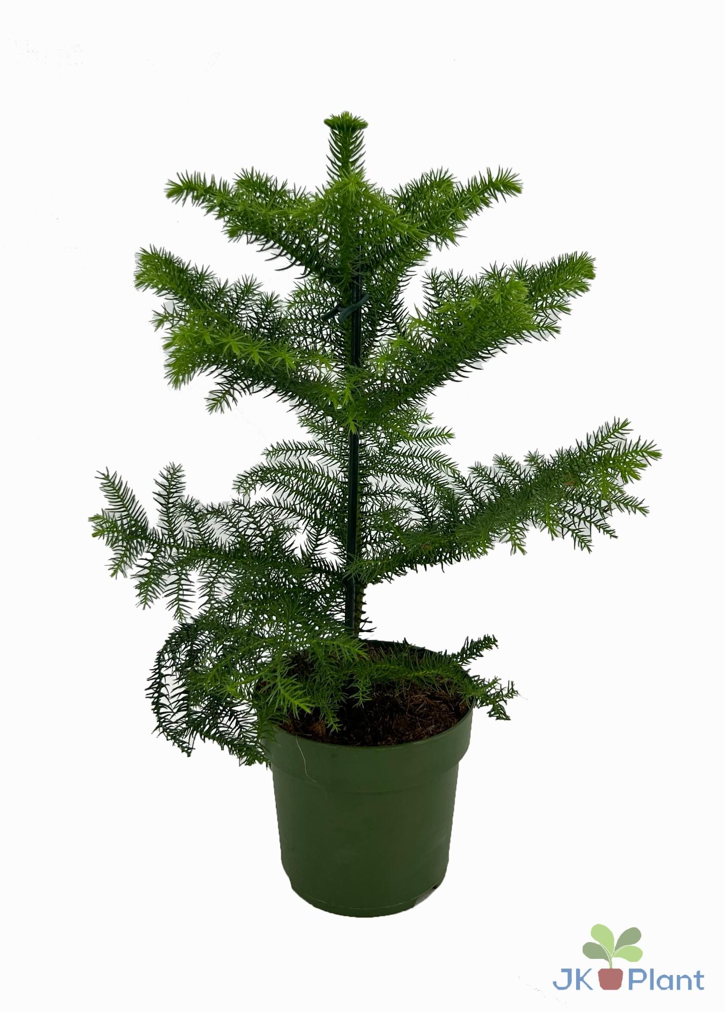 Araucaria – Roślina doniczkowa dekoracyjna Ø14cm W38cm, idealna do domu i biura