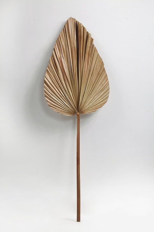 Feuilles de Palmier Séchées Décoratives DAUN - Lot de 2 - avec Tige - 120/115 x 45/38 cm - Décoration Naturelle - 2
