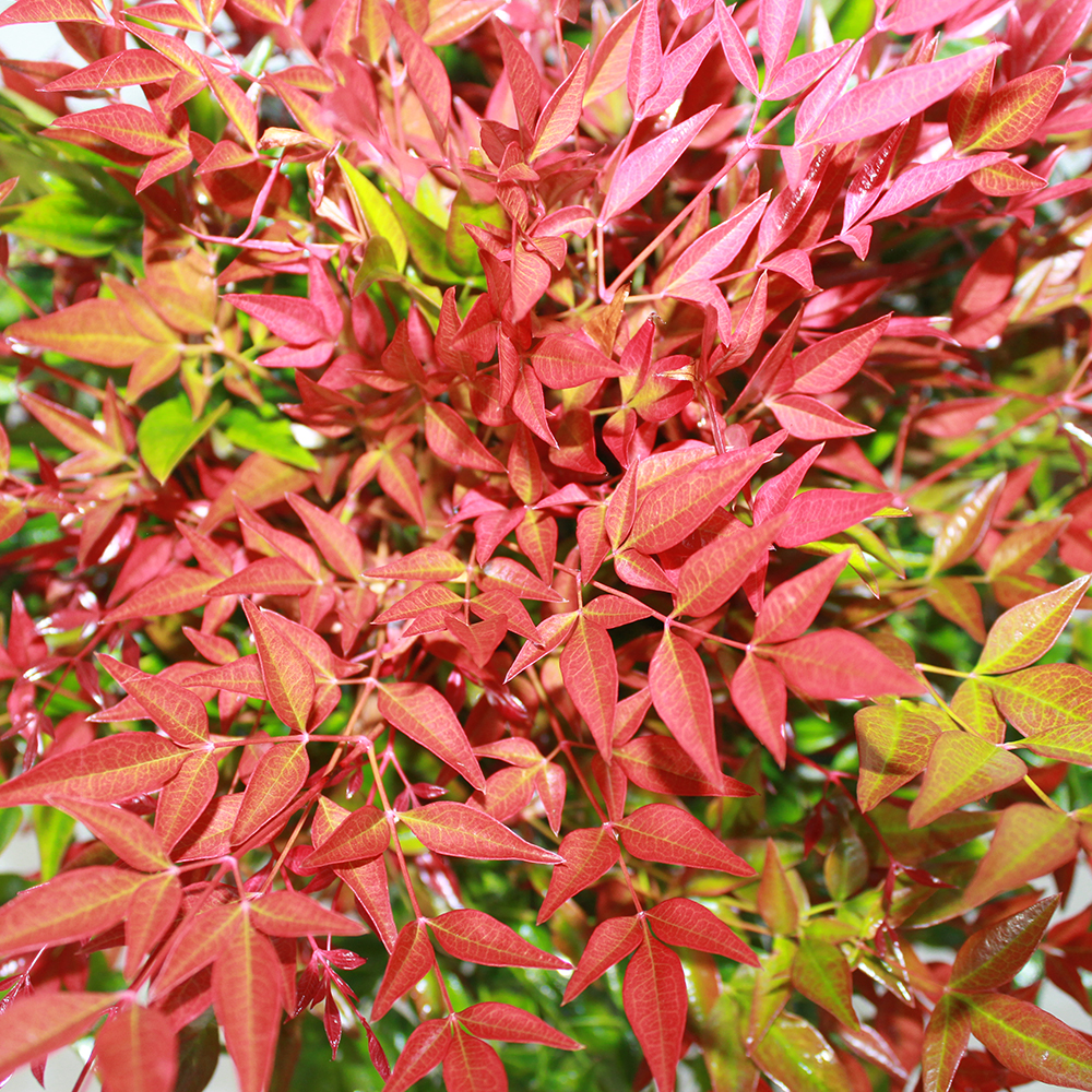 KENTIS - Nandina Domestica Obsessed ® - Piante da Esterno Vere Sempreverdi - Pianta da Giardino Resistente al Freddo - H 40-60 cm Vaso Ø 24 cm - 3