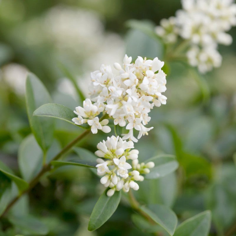 Troène commun - Ligustrum vulgare en Pot 5L 100/120cm - 2
