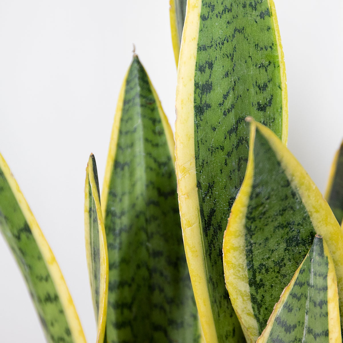 Sansevieria Laurentii - Langue de belle-mère - Plante d’intérieur - H. 50-70 cm - P. 17 cm - 3