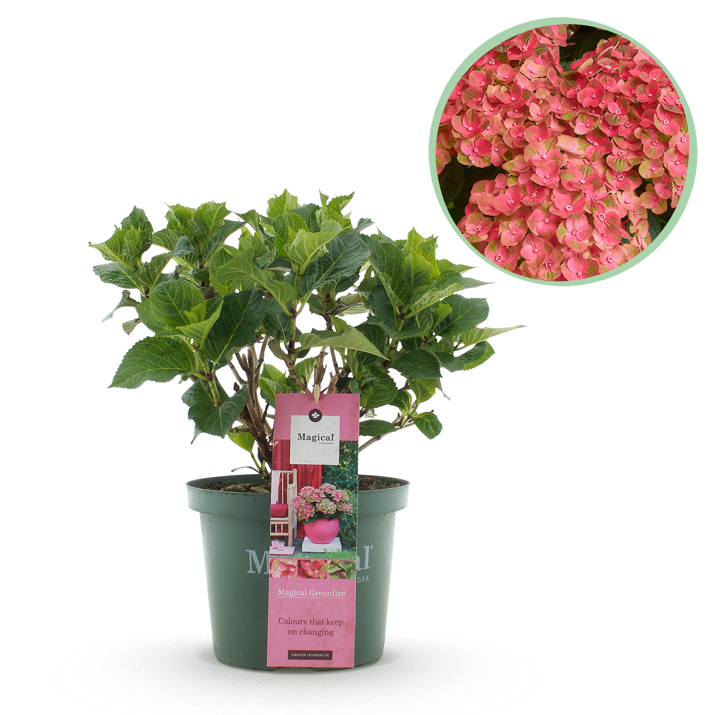 Hortensja ogrodowa Hydrangea macrophylla Magical Green Fire – Różowo-zielona – 6–10 kwiatów – Doniczka 23 cm – Wys 55 cm