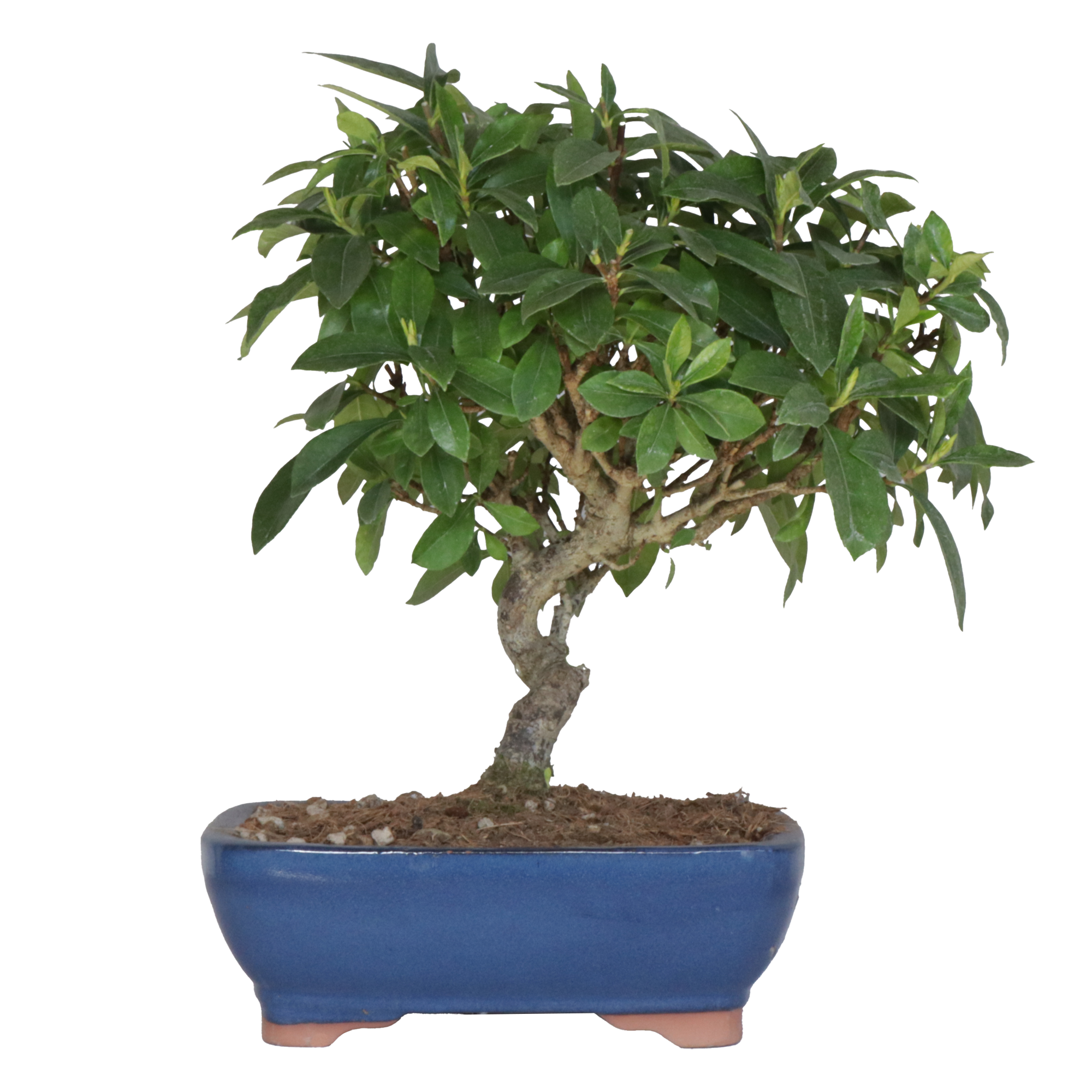 Le bonsaï de grenadier ; un grand classique du bonsaï | Mistral Bonsai Le bonsaï de grenadier ; un grand classique du bonsaï | Mistral Bonsai