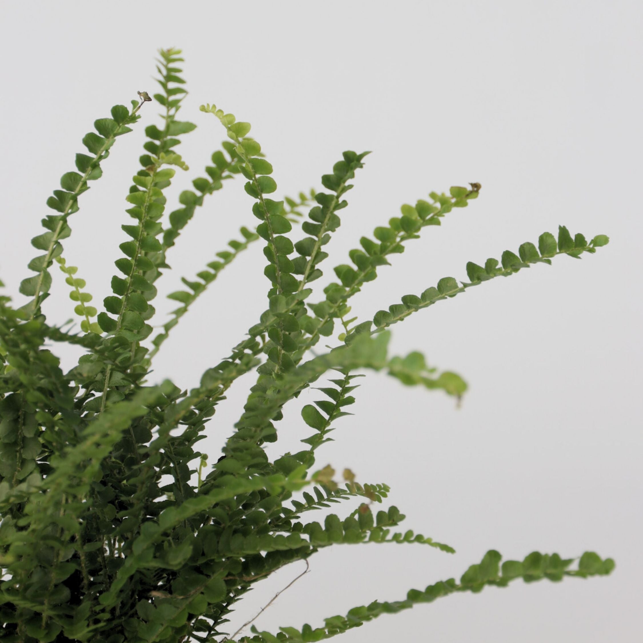 Felce lisca di pesce - 2 Pezzi - Nephrolepis 'Duffii' - Altezza 25-40cm - ⌀12cm - 4