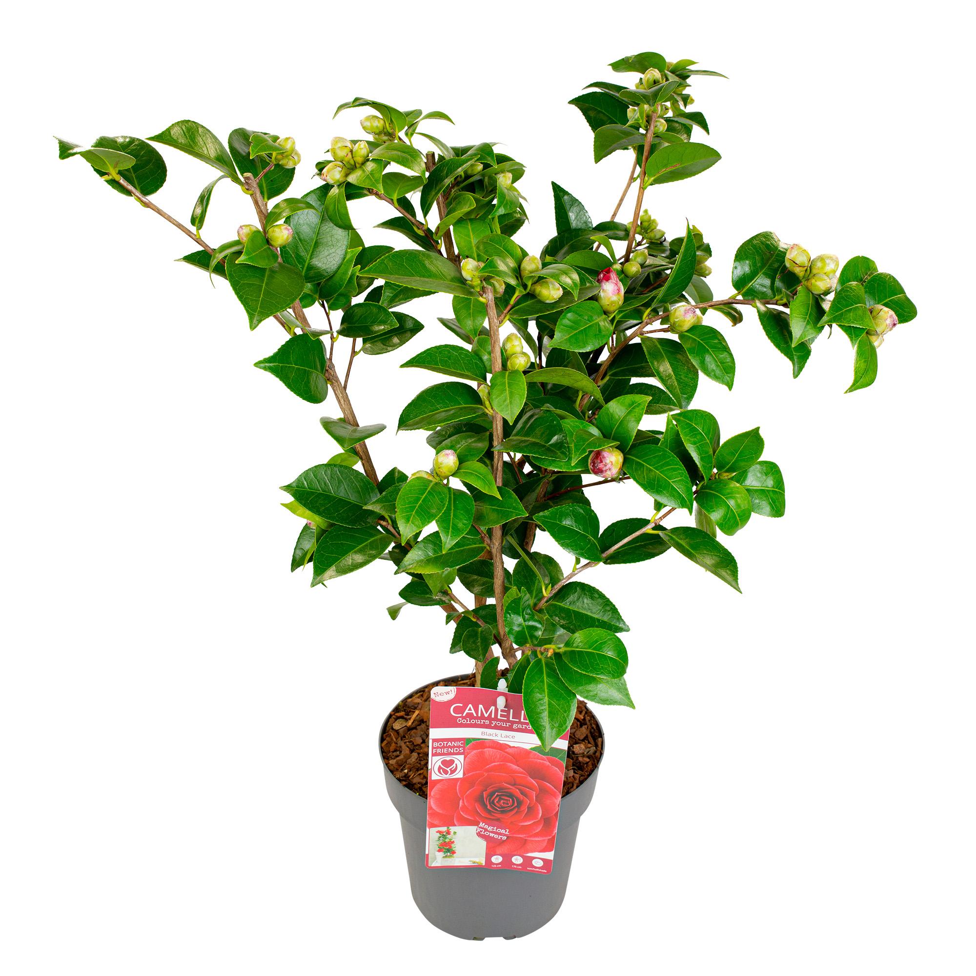 Camellia japonica 'Black Lace' - Kamelia z ciemnoczerwonymi kwiatami - Wys. 65cm - Doniczka Ø19cm