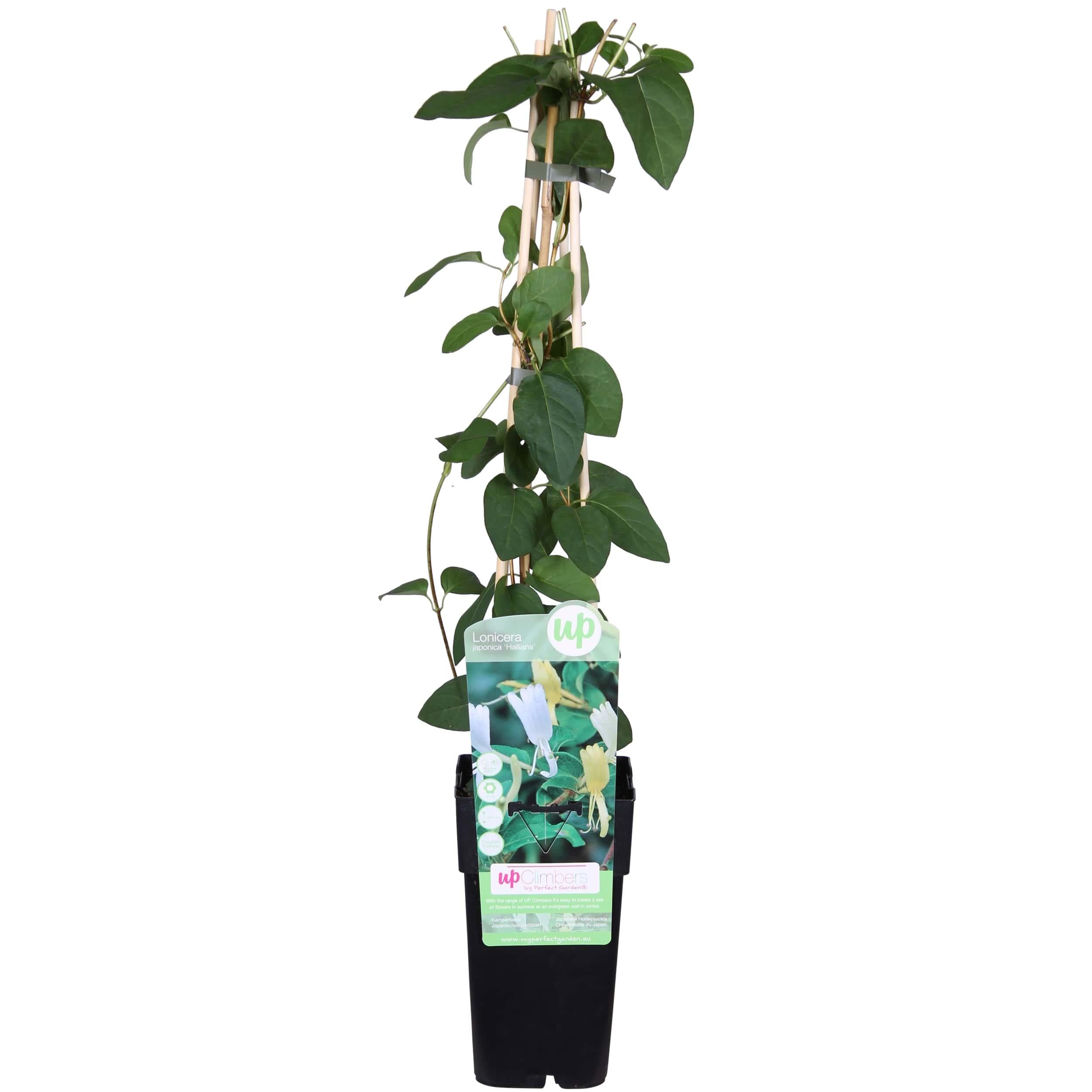 Lonicera japonica 'Halliana' Wiciokrzew japoński biały pnący Doniczka Ø15cm Wysokość 65cm