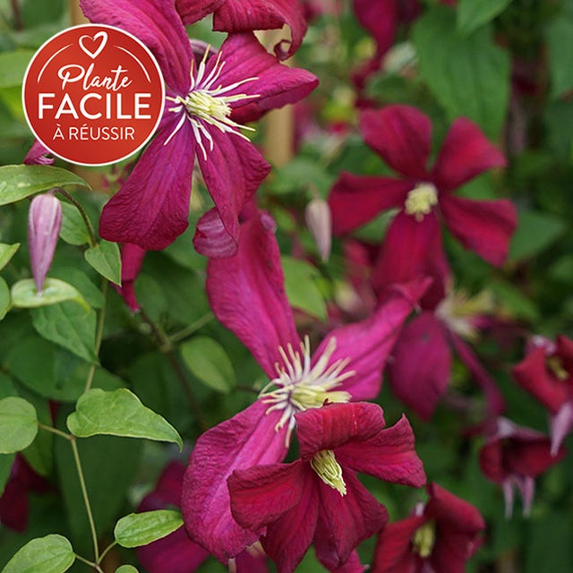 Clématite 'Mme Julia Correvon' - clematis viticella 3L - 60/90cm