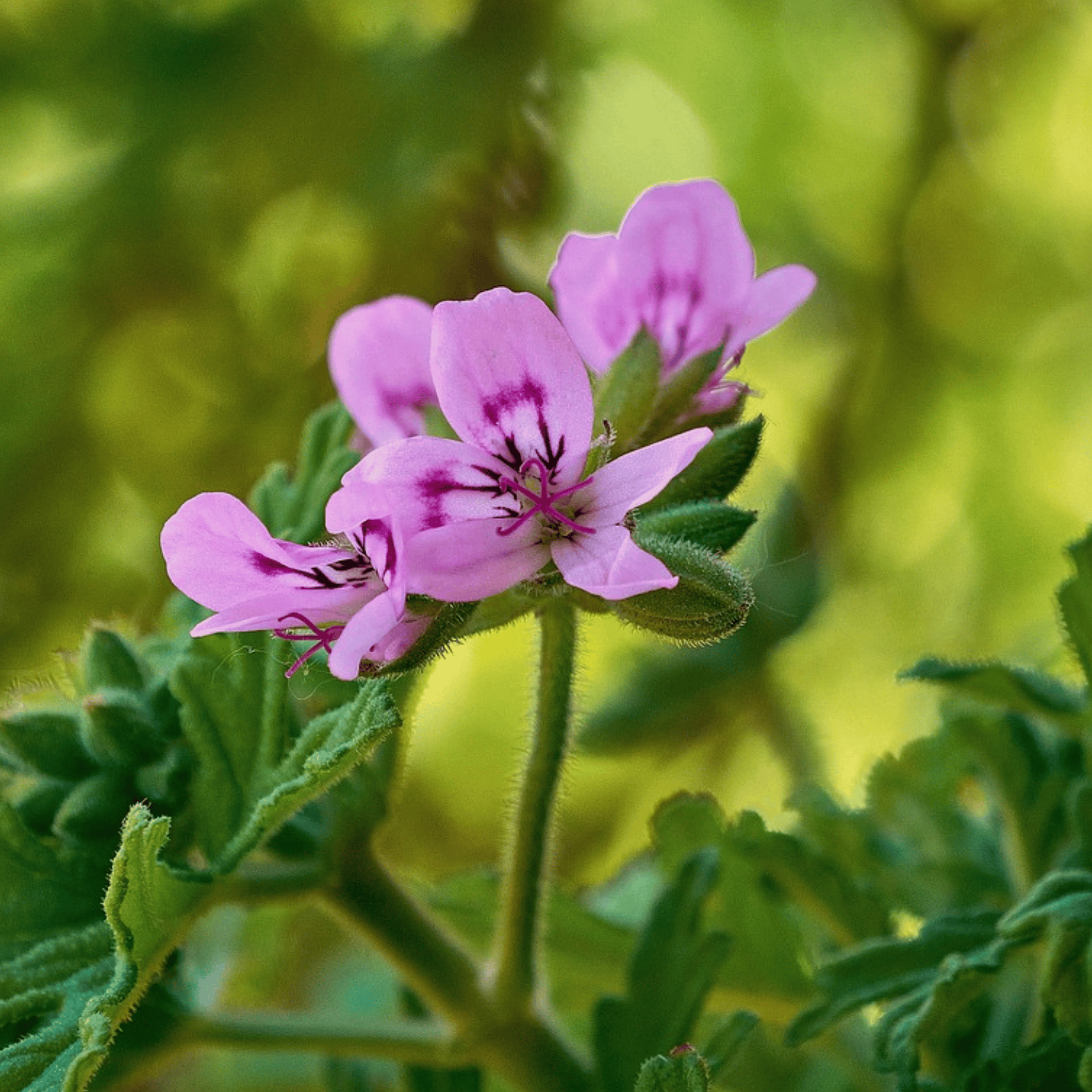 Anti-Moustiques - Set de 6 - Pelargonium - Hauteur 15-25cm - ⌀10,5cm - 5