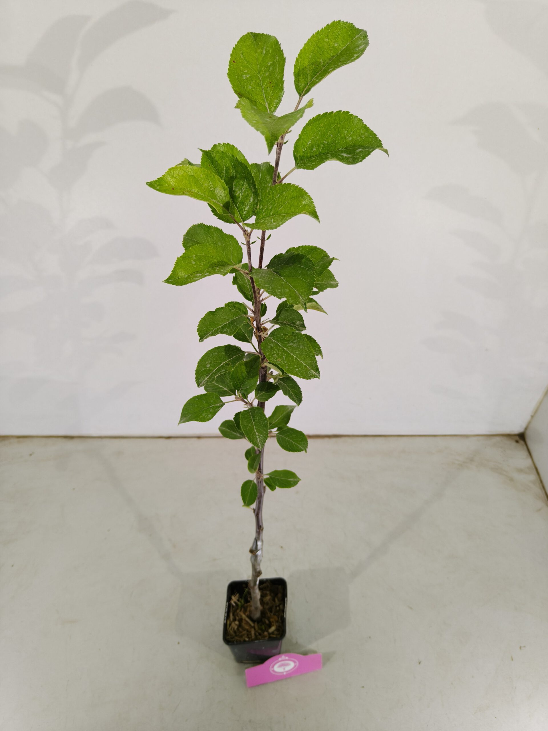 Lot de 4 arbres fruitiers - 1 pommier, 1 poirier, 1 cerisier, 1 prunier - Hauteur 70/100cm - Pot de 11cm - Mix B - 4