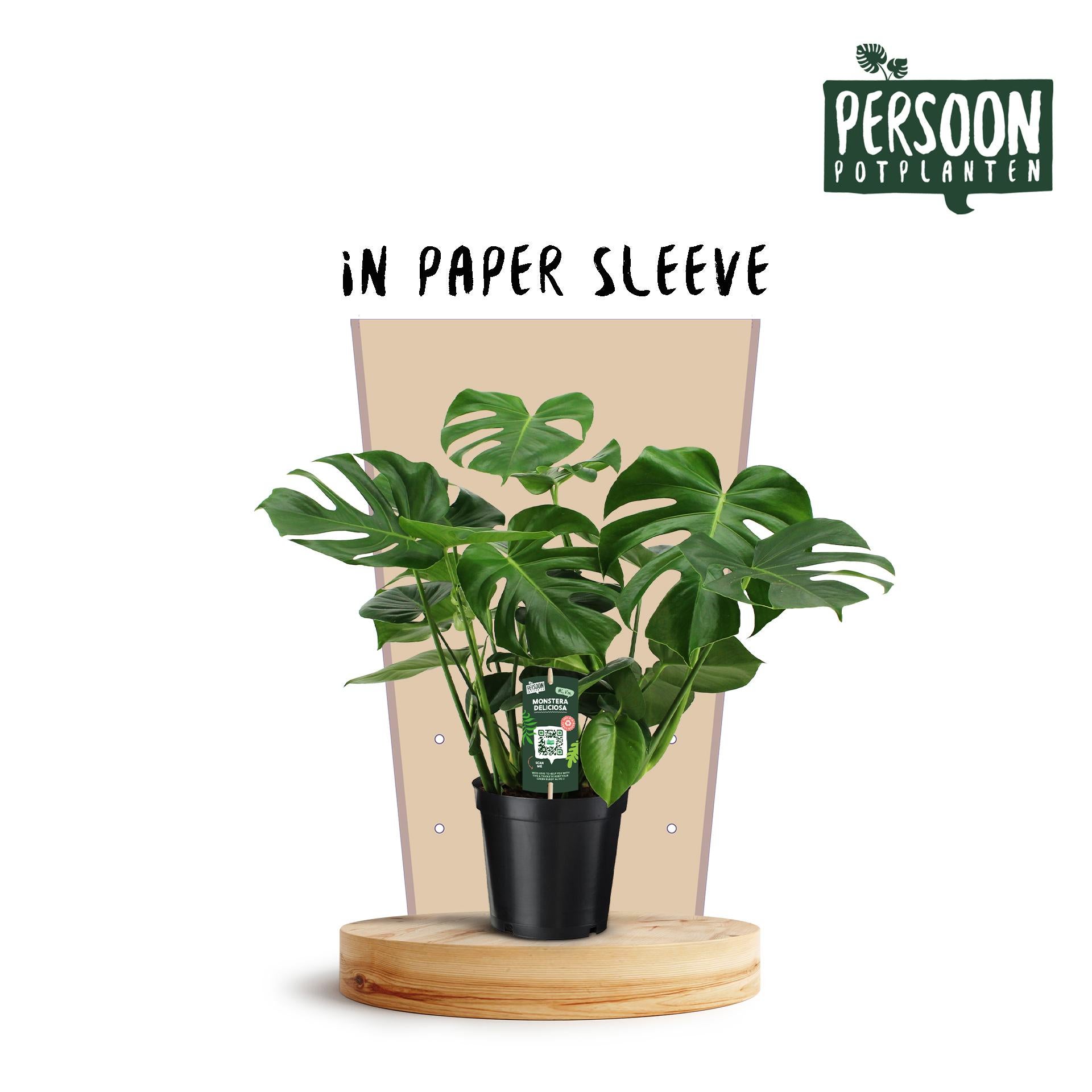 Roślina Monstera Deliciosa doniczka Ø21cm wysokość 75cm – Tropikalna roślina doniczkowa ozdobna łatwa w pielęgnacji