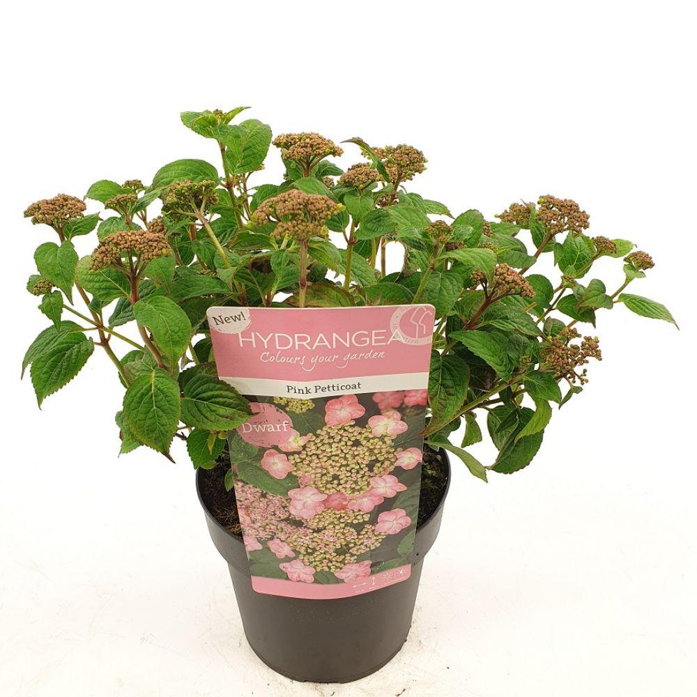 Hydrangea serrata 'Pink Petticoat' - Hortensja różowa kompaktowa - Doniczka Ø19cm - Wys. 25cm