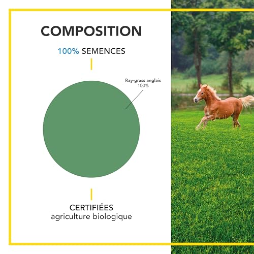 BARENBRUG - Ray-grass anglais - Rapide d'Installation - Polyvalent et Appétent - Durée de Vie 4 ans et + - 250G - 3