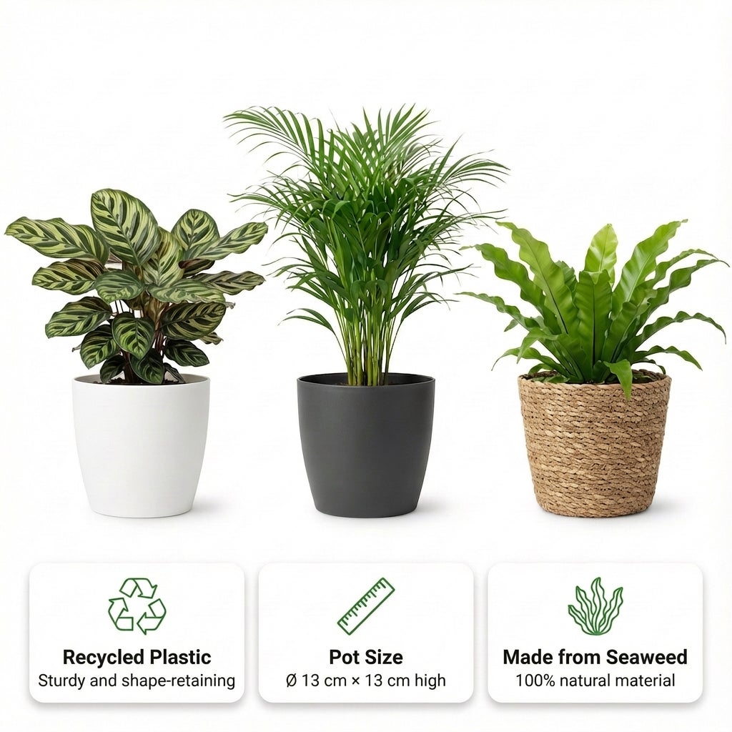 Plantes Purificatrices d'Air - 6 pièces - Ø12 cm - 30-40 cm - 3