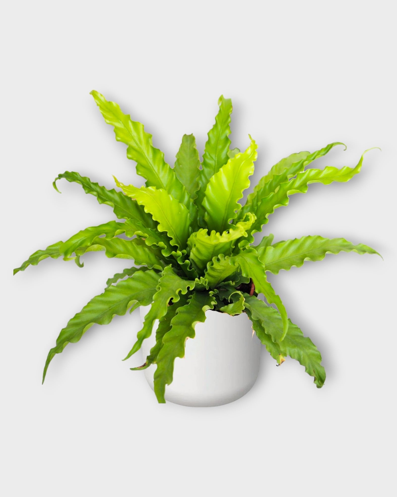 Pianta Di Ulivo Dolce (oliva Mela) In Vaso – Altezza 150/170 Cm, Vaso 20 Cm – Vera Foto, Nuova
